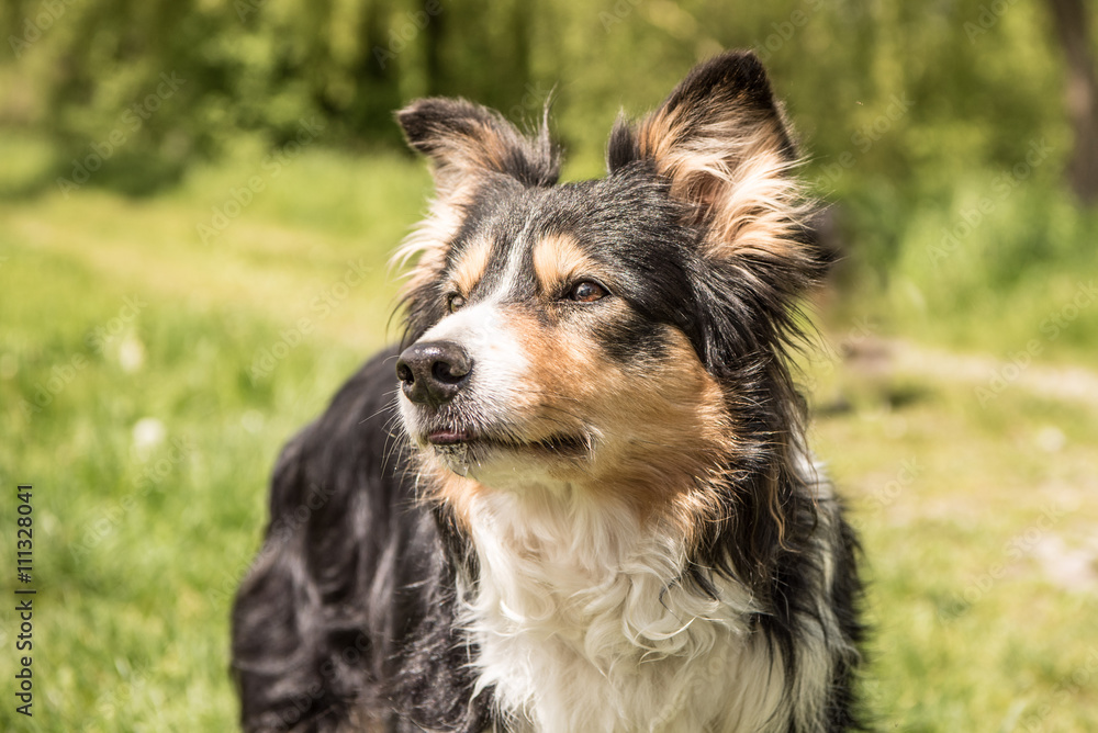 Hund Portrait Aufnahme -  Border Collie