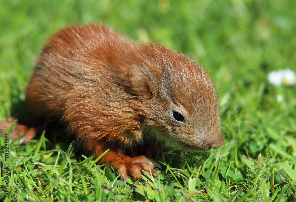 junges Eichhörnchen junges Eichhörnchen
