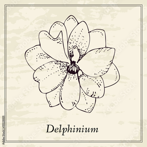 Hand drawn delphinium flower. Vintage card. Vector illustration.