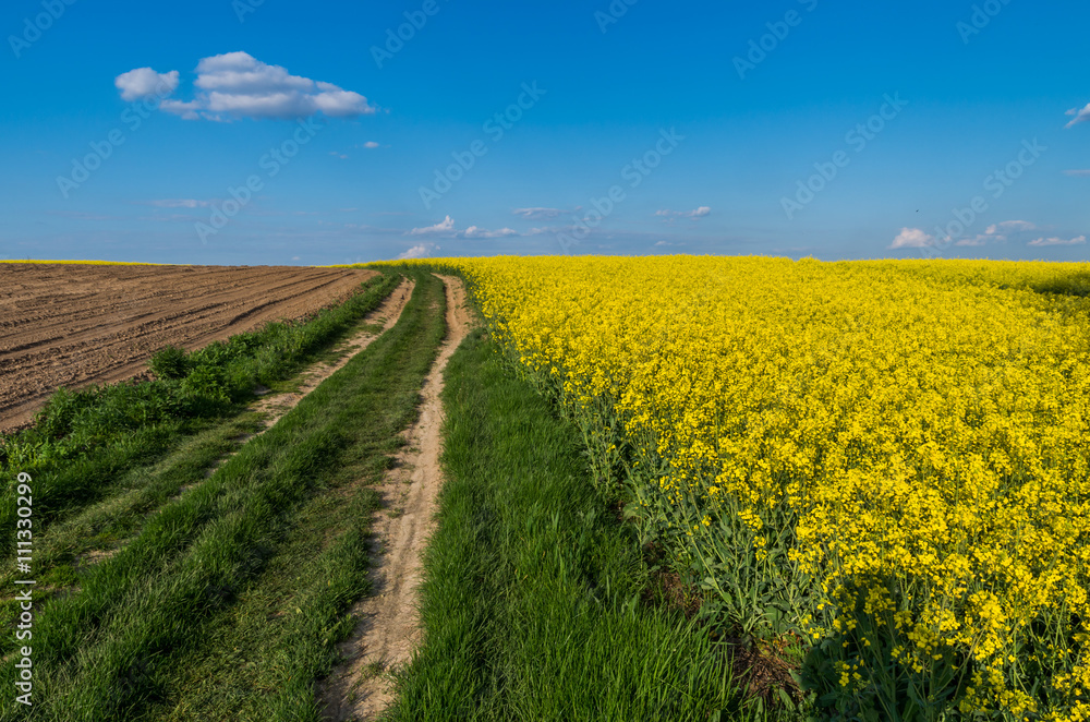 Country road between rapeseed field and plowed ground