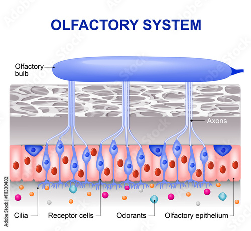 olfactory system