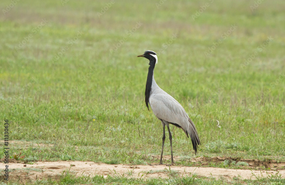 Demoiselle crane (Anthropoides virgo ) in the field of Kalmykia, Russia Demoiselle crane (Anthropoides virgo ) in the field of Kalmykia, Russia