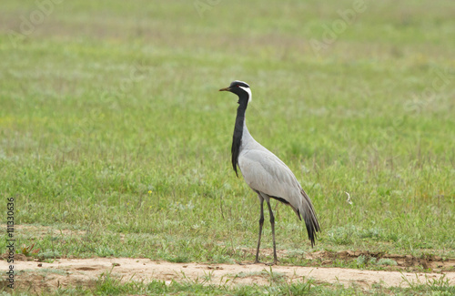 Demoiselle crane (Anthropoides virgo ) in the field of Kalmykia, Russia photo