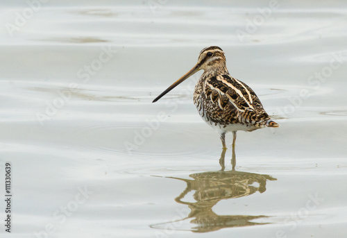 Common snipe (Gallinago gallinago) in the water