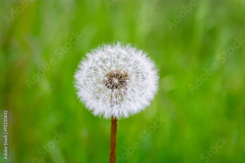 Beautiful dandelion macro on green grass background