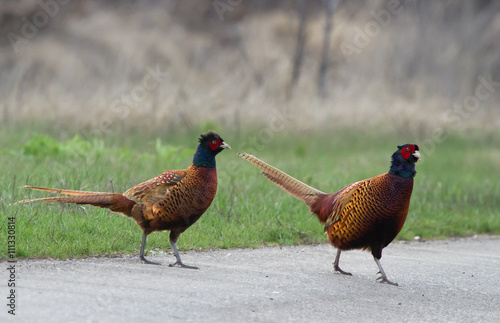 Common pheasants (Phasianus colchicus) during mating season photo