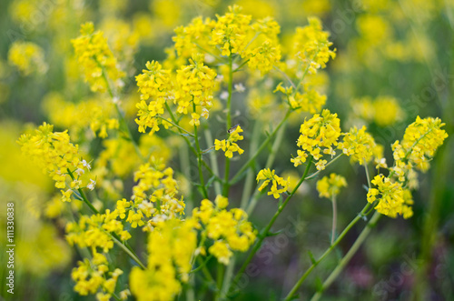 Fototapeta Naklejka Na Ścianę i Meble -  light yellow flower field