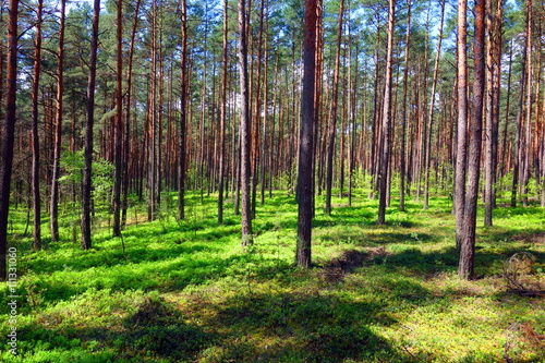 Fototapeta Naklejka Na Ścianę i Meble -  relaxing green pine forest scenery