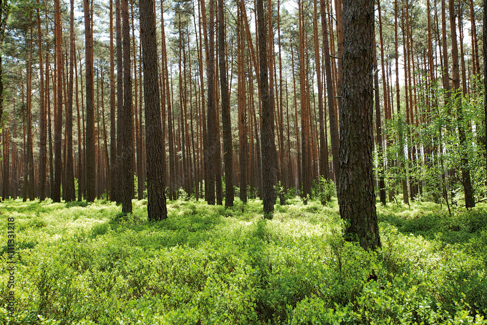 Fototapeta premium las sosnowy z krzakami jagód