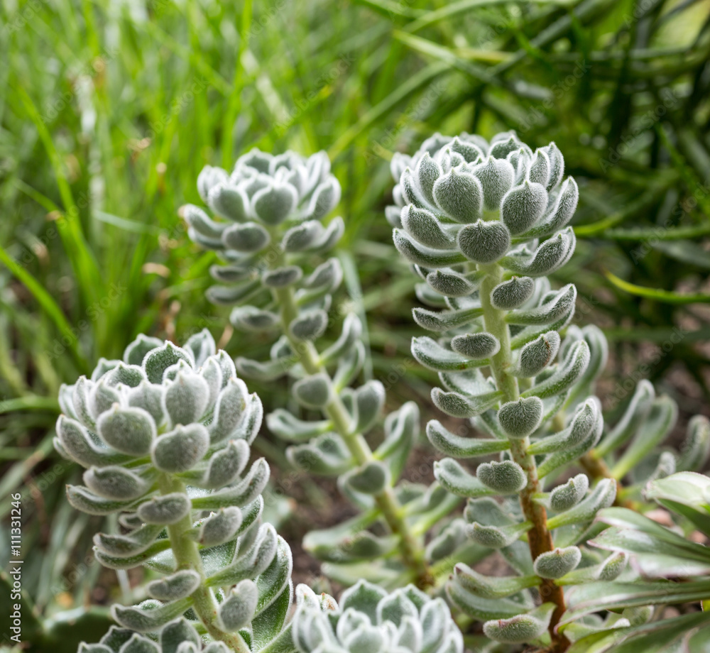 Pflanze in der Natur Pflanze in der Natur