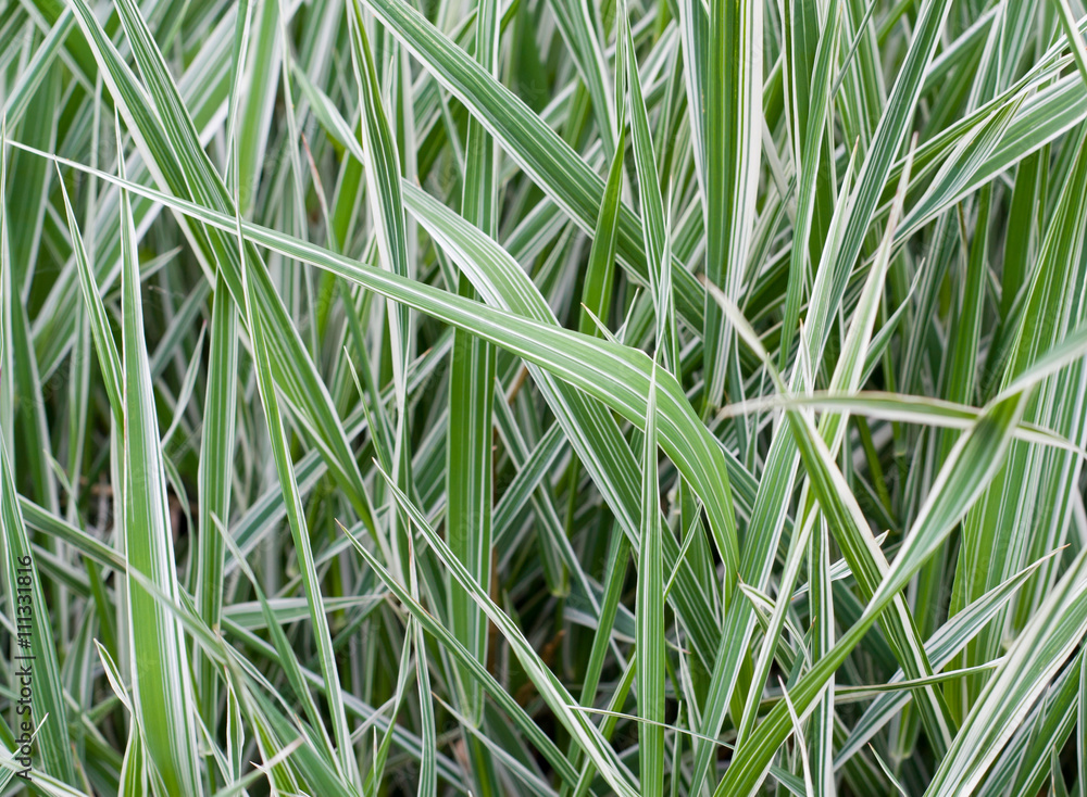 Obraz premium The natural grass texture