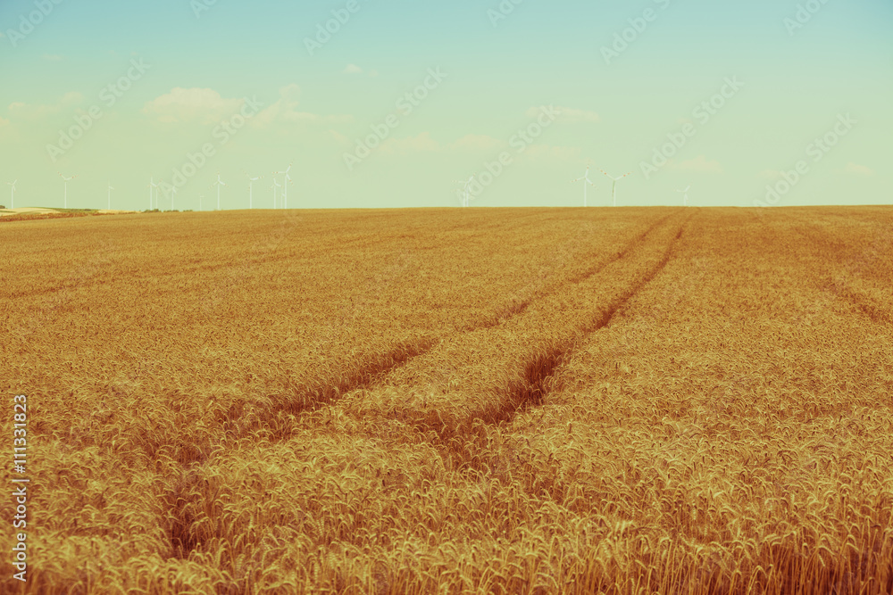 Ripe Cereal field Ripe Cereal field