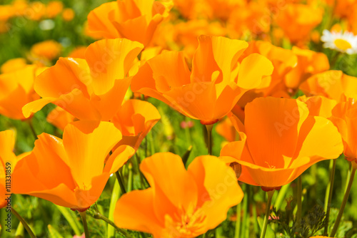 Orange poppies in a summer meadow on sunny day