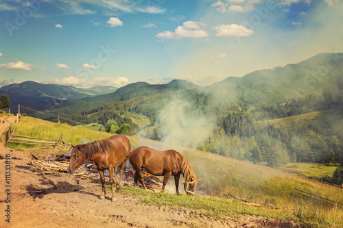 two horses on a pasture at the sunrise time. Retro color.