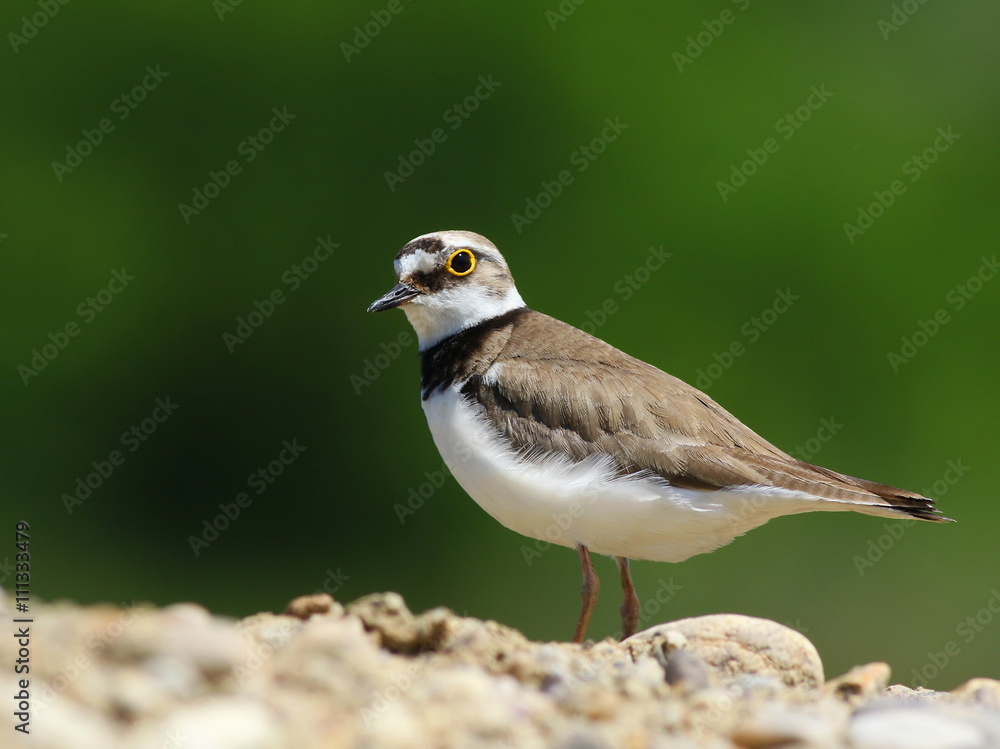 Little Ringed Plover, Charadrius dubius Little Ringed Plover, Charadrius dubius