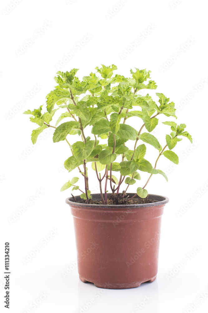Mint Mojito Potted on a White Background Mint Mojito Potted on a White Background