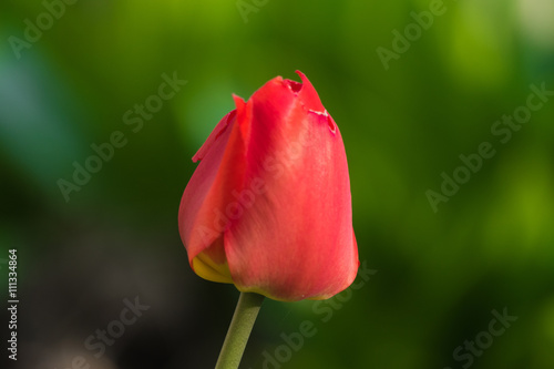 Red tulip on green background