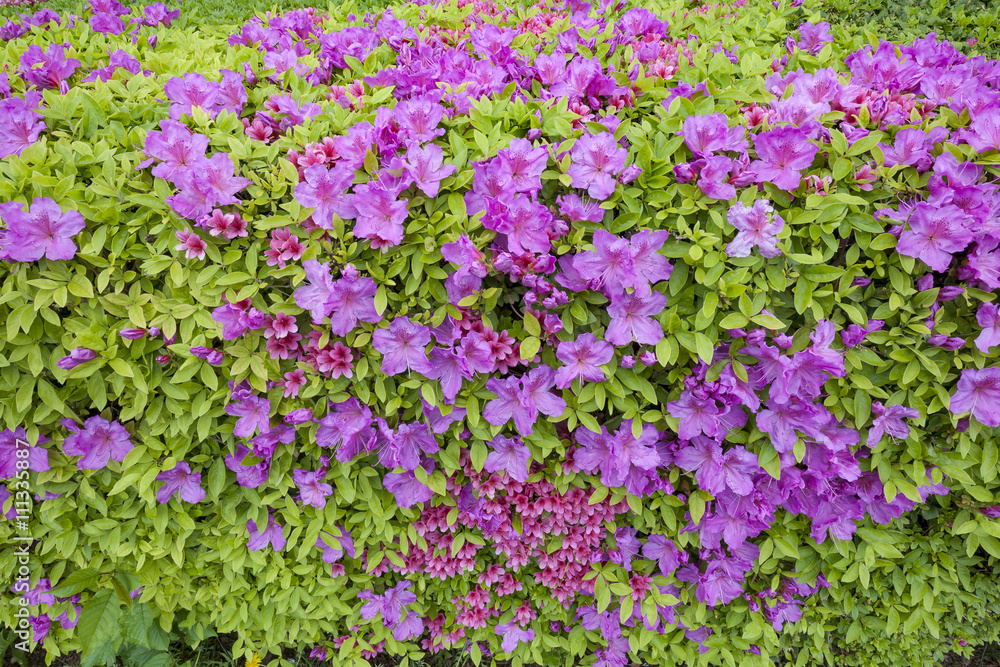 Fototapeta premium Colorful azaleas in bloom in a formal garden