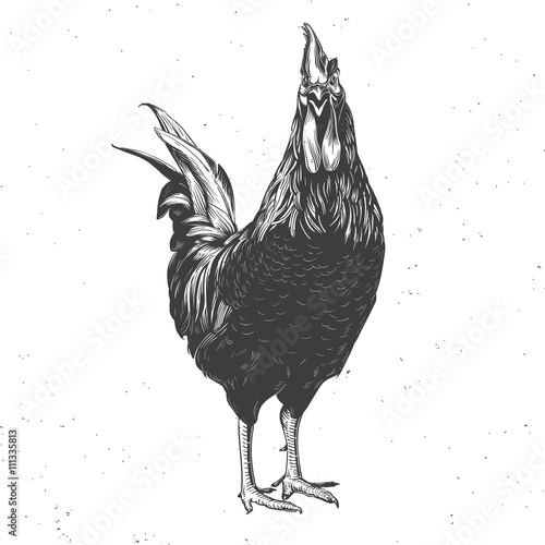 rooster black and white