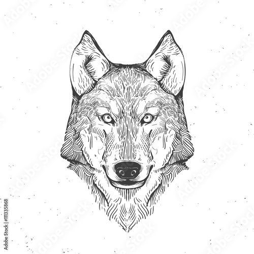 wolf head on white