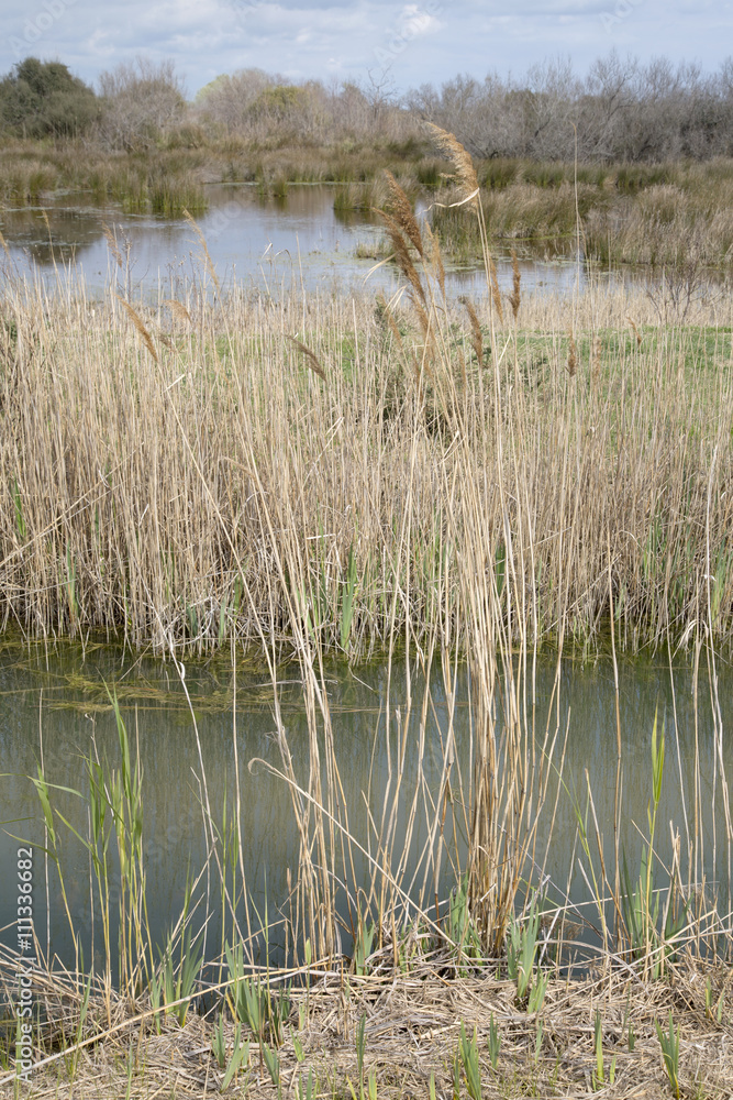 Grass and Reeds in National Park of Camargue, Provence