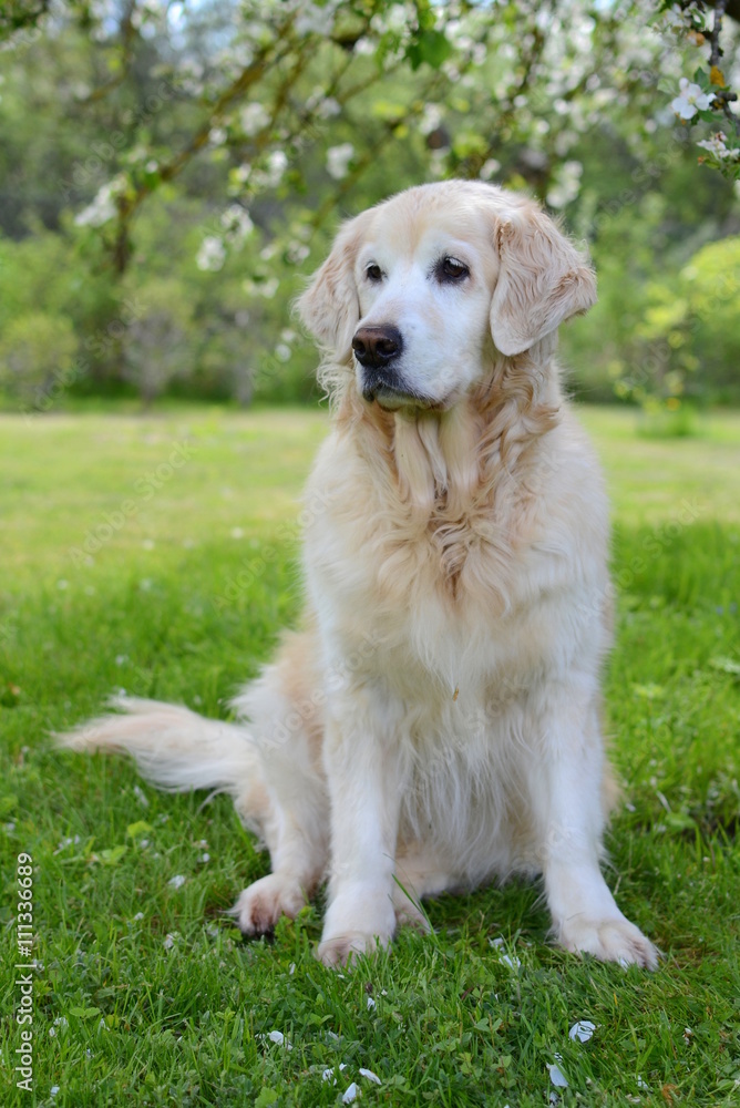portrait of beautiful golden retriever portrait of beautiful golden retriever