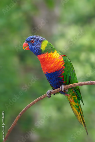 Rainbow lorikeet (Trichoglossus moluccanus)