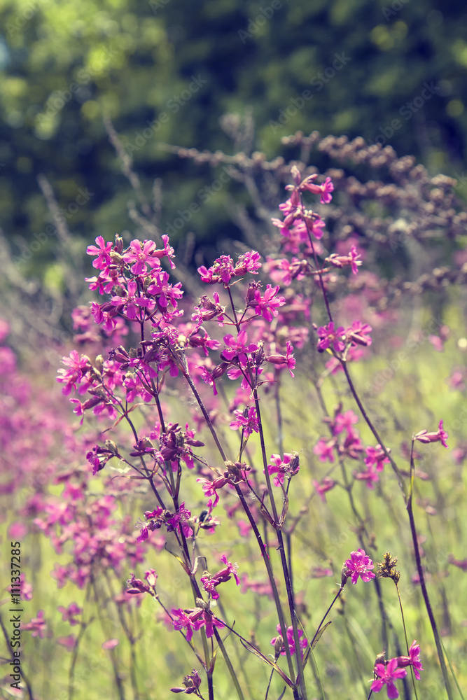 Fototapeta premium Nature spring summer flowers field sunny background