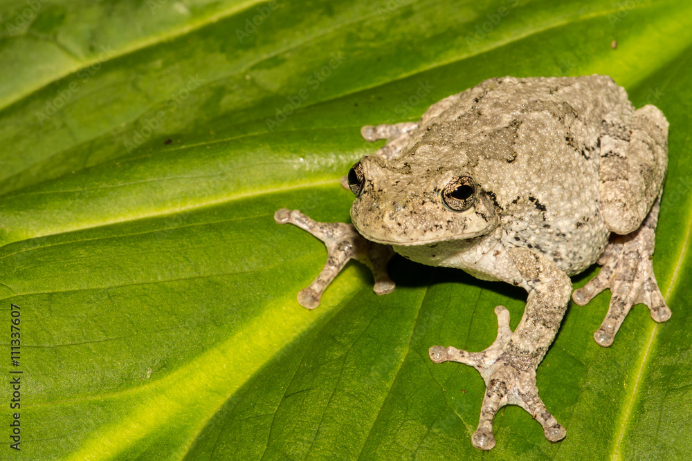 Obraz premium Gray Treefrog