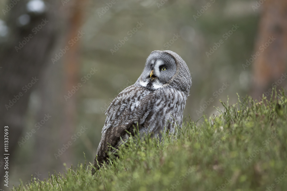 Fototapeta premium Great Grey Owl