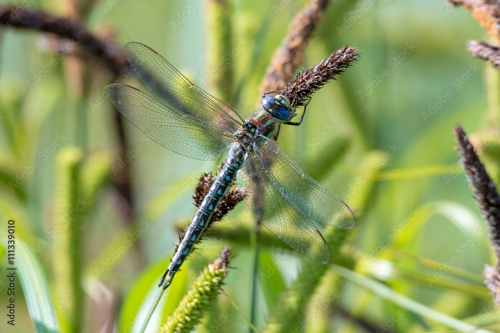 Früher Schilfjäger (Brachytron pratense) Männchen auf einer Wasserpflanze Früher Schilfjäger (Brachytron pratense) Männchen auf einer Wasserpflanze