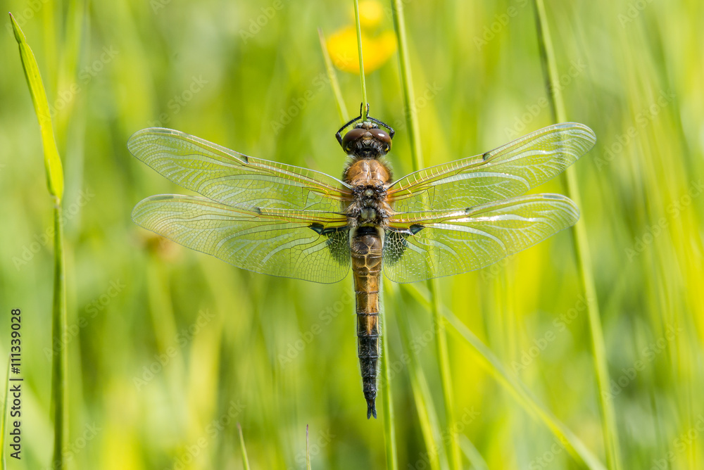 Vierfleck Libelle (Libellula quadrimaculata) Vierfleck Libelle (Libellula quadrimaculata)
