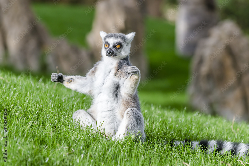 Naklejka premium The ring-tailed lemur (catta) is doing yoga under the sun.