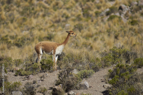 Adult vicuna (Vicugna vicugna) in Lauca National Park on the Altiplano of north east Chile.