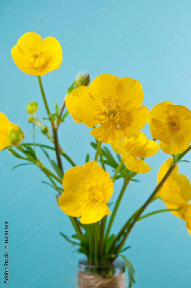 Buttercups against a blue background.
Close up, still life image of yellow buttercups. Buttercups against a blue background.
Close up, still life image of yellow buttercups.