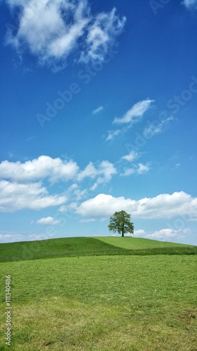 Lonely tree in the meadow