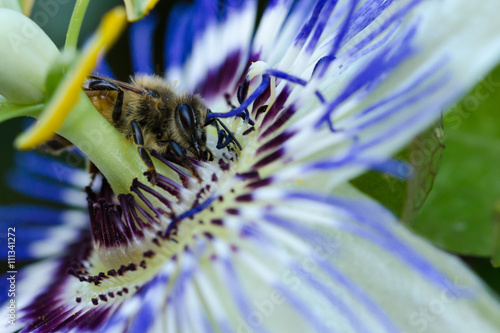 passiflora e ape photo