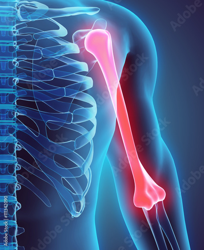 3D illustration of Humerus, medical concept.