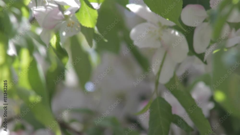 White blossoms on an ornamental tree blurred abstract White blossoms on an ornamental tree blurred abstract
