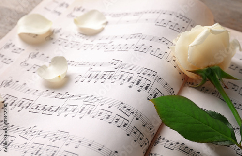 Beautiful rose on music she...