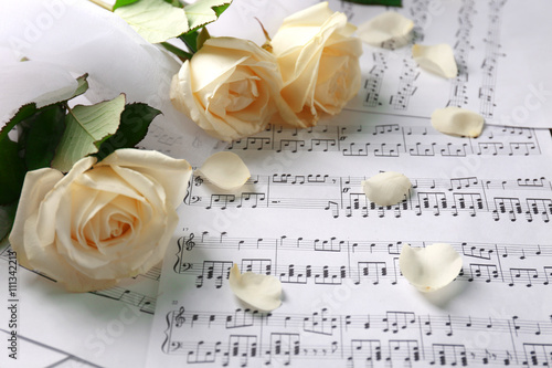 Beautiful rose on music she...