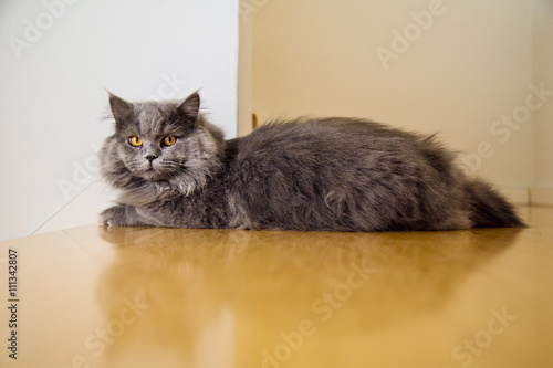 Cute long-haired grey cat with startling orange colored eyes looking directly at the camera