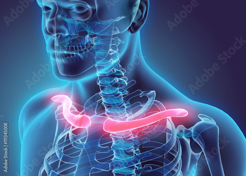 3D illustration of Clavicle, medical concept. photo