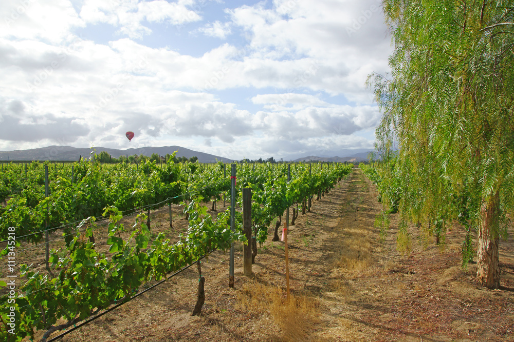 Obraz premium Hot air balloon floats over vineyards and orchards during Temecula Balloon and Wine Festival in California