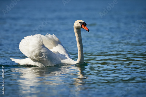 Fototapeta Naklejka Na Ścianę i Meble -  Swan in water