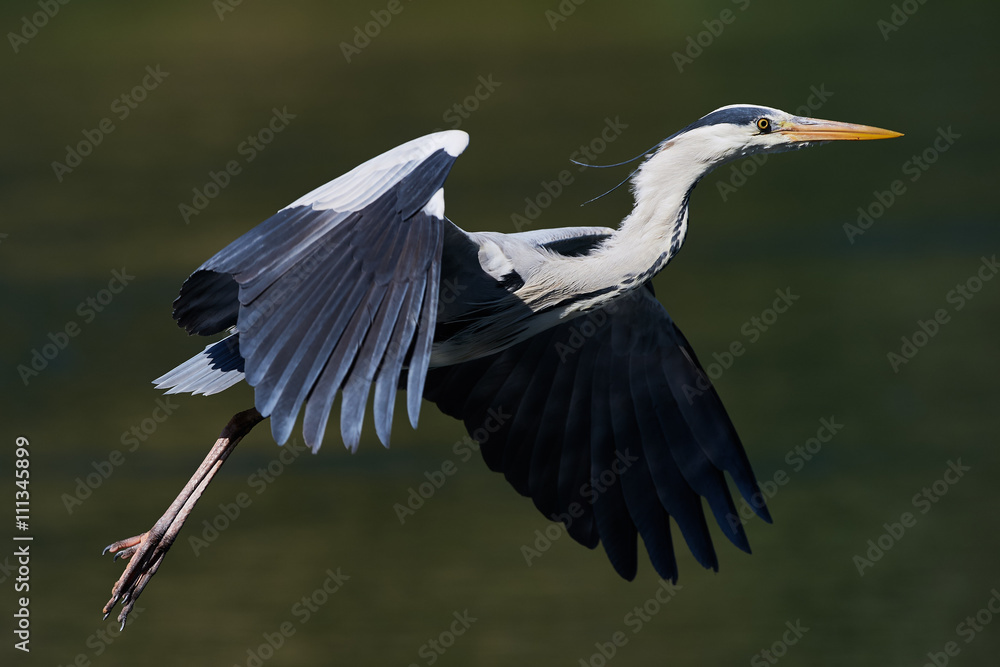 Fototapeta premium Grey heron in flight