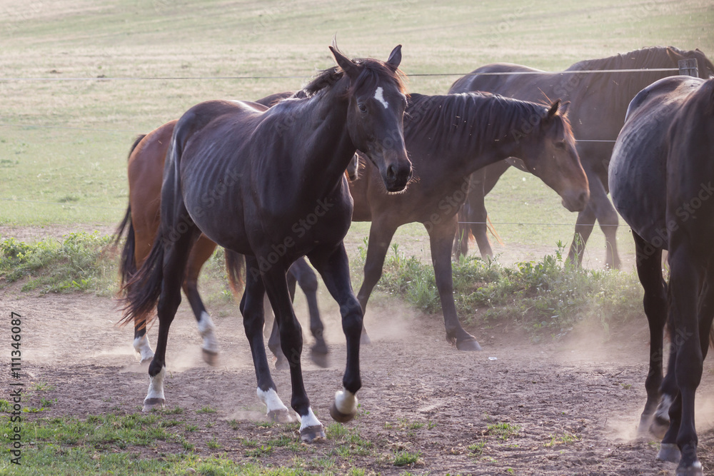Obraz premium Pferde