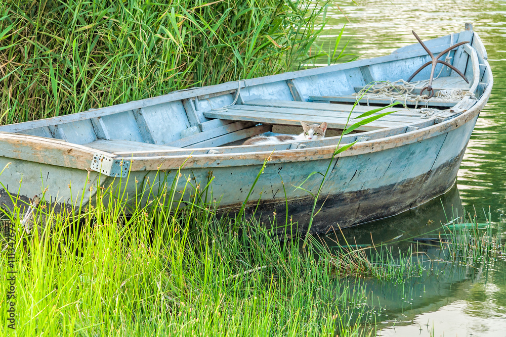 Fishing boat and cat in the reeds on the river Fishing boat and cat in the reeds on the river