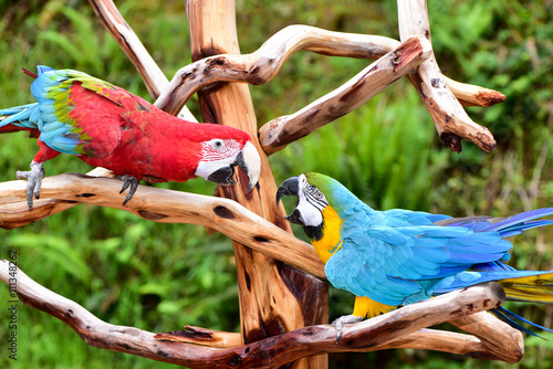 Two Macaw Parrots playing in an aviary