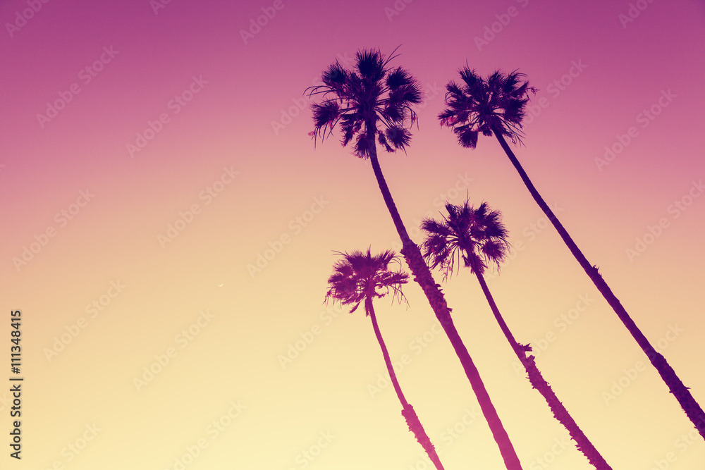 Fototapeta premium California Palm Trees widok w Sunset Cliffs, San Diego, USA